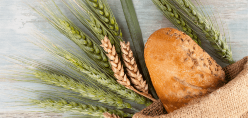 Loaf of bread surrounded by wheat stalks for a celiac disease testing article